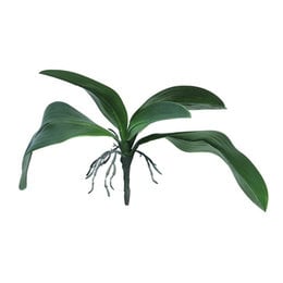 Orchid leaf with roots Green H35