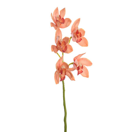 Orchidee