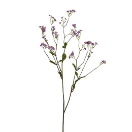 Gypsophila branch