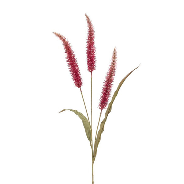 Pennisetum Branch Pink H93