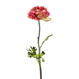 Ranunculus branch