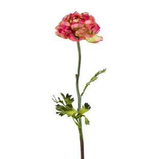 Ranunculus Branch Pink/Green H50