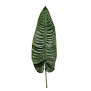 Giant Alocasia Leaf Green H105