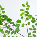 Leaf branch fine (SILK-KA)