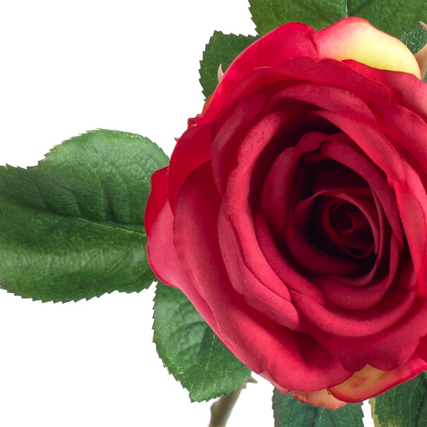 Rose Pink H66