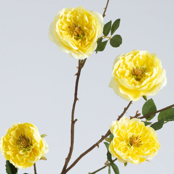 Rose Branch Yellow H116