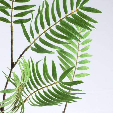 Palm leaf branch