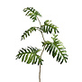 Philodendron Branch Green H135