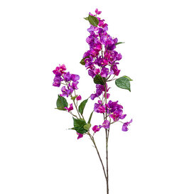 Bougainvillea branch