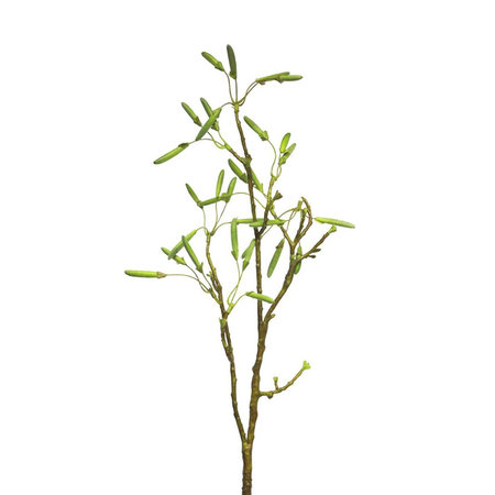 Betula Branch
