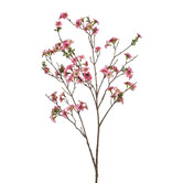 Leptospermum Branch