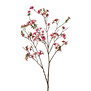 Leptospermum Branch