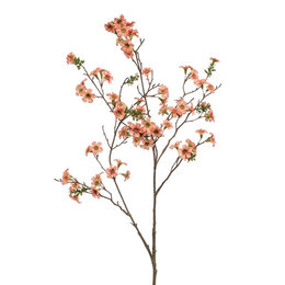 Leptospermum Branch
