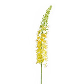 Eremurus Branch Yellow H105