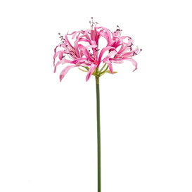 Nerine Branch Pink H75