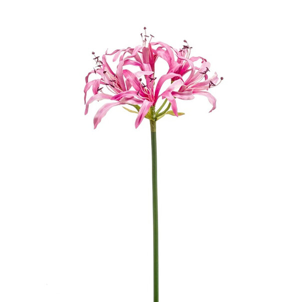 Nerine Branch