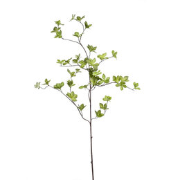 Cornus Leaf Branch