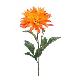 Dahlia Tak Oranje H60