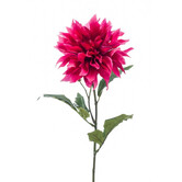 Dahlia Tak Fuchsia H60