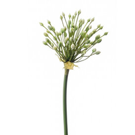 Allium Branch