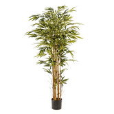 Bamboo Plant Green H175