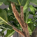 Ficus Lyrata Deluxe