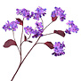 Hydrangea Branch Purple/Blue H107