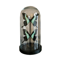 Bell jar with 2 Papilio Phorcas