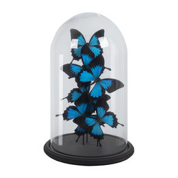 Bell jar with 6 Papilio Ulysses Ulysses