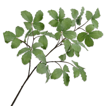 Rib leaf branch