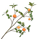 Orange fruit branch