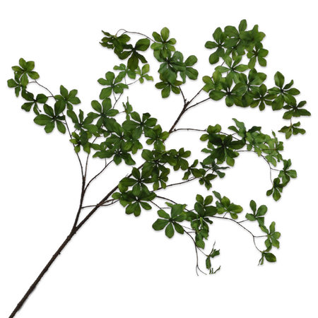 5-cloverleaf branch