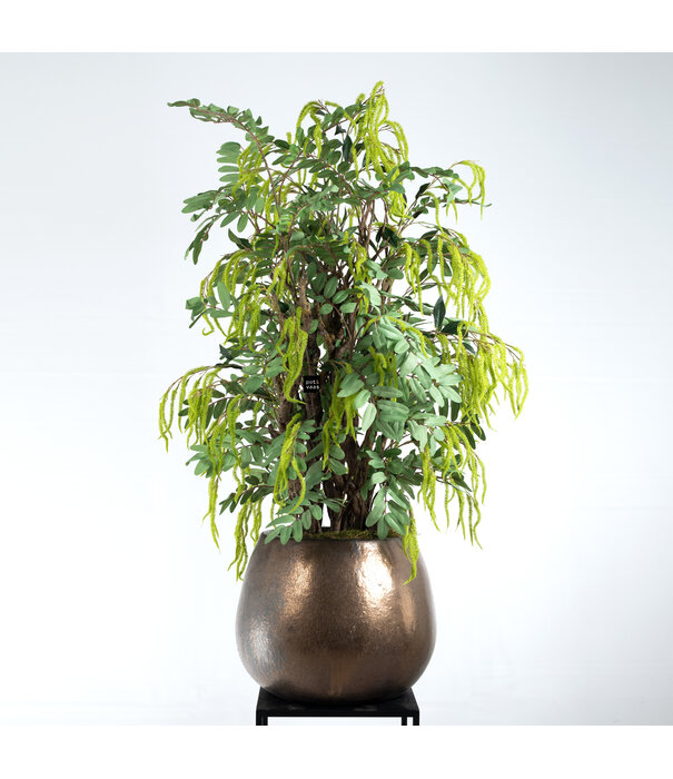 Amaranthus Tak Groen H100