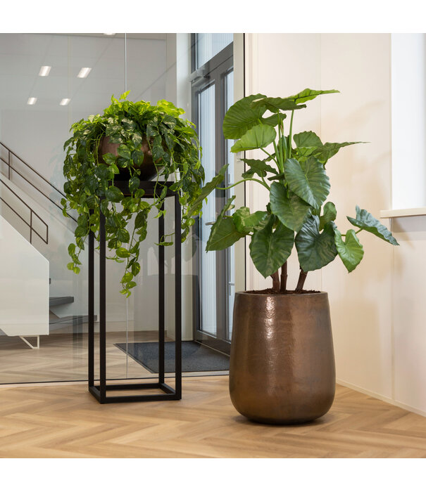 Scindapsus Hangplant Groen H80