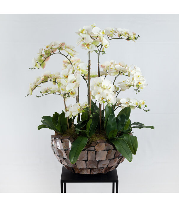Orchidee blad met wortels Groen H35