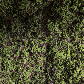 Greenwall Moss / m² 1 m²