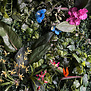 Greenwall Bloemen / m² 1 m²