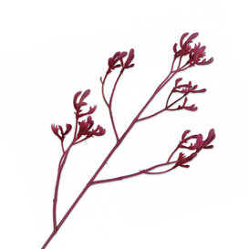 Branch Kangaroo Fuchsia H72