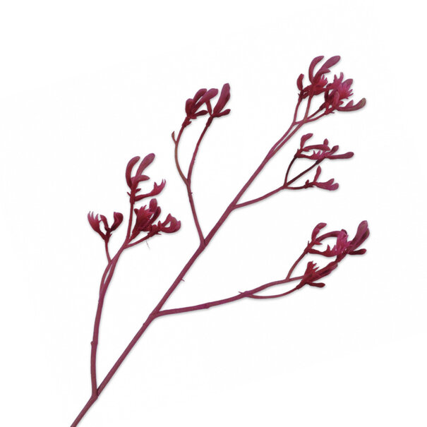 Branch Kangaroo Fuchsia H72