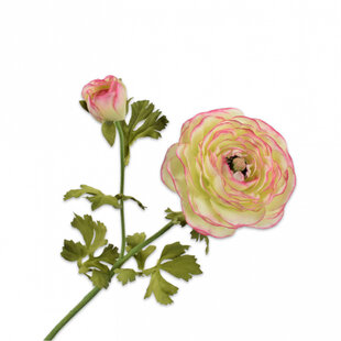 Ranonkel Tak Roze/Groen H63