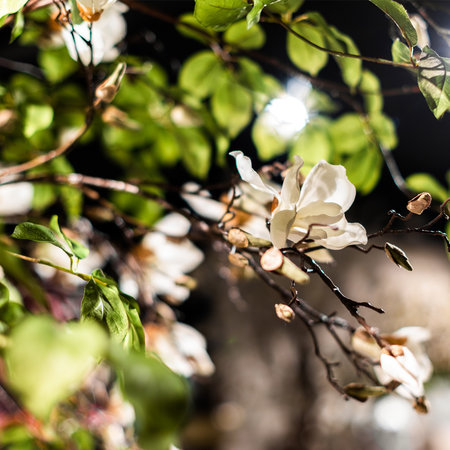 Magnolia branch