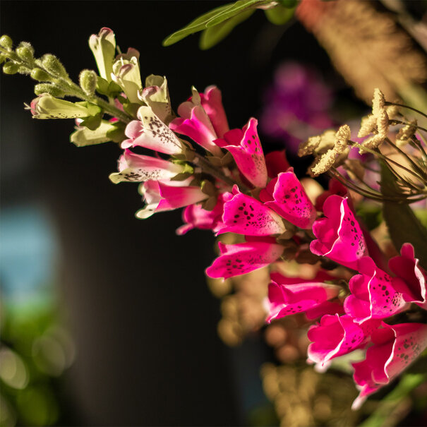 Digitalis Branch Fuchsia H92