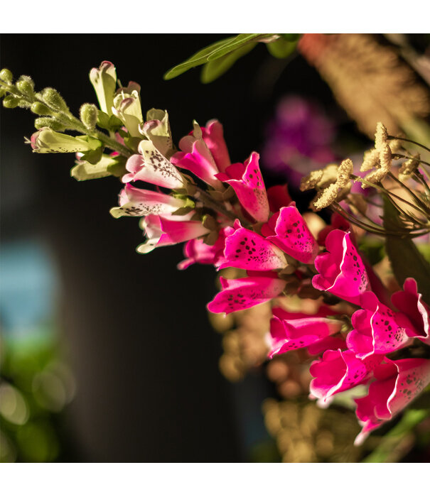 Digitalis Tak Fuchsia H92