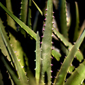 Aloe Vera Steker