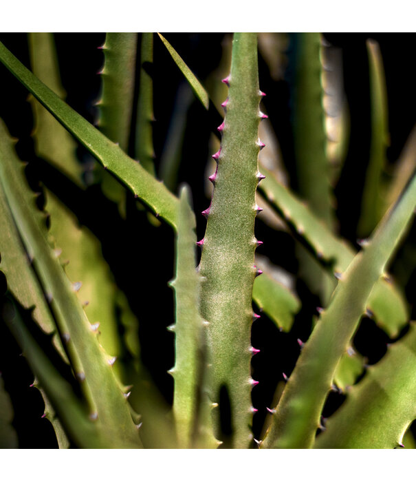 Aloe Vera Steker Groen H61