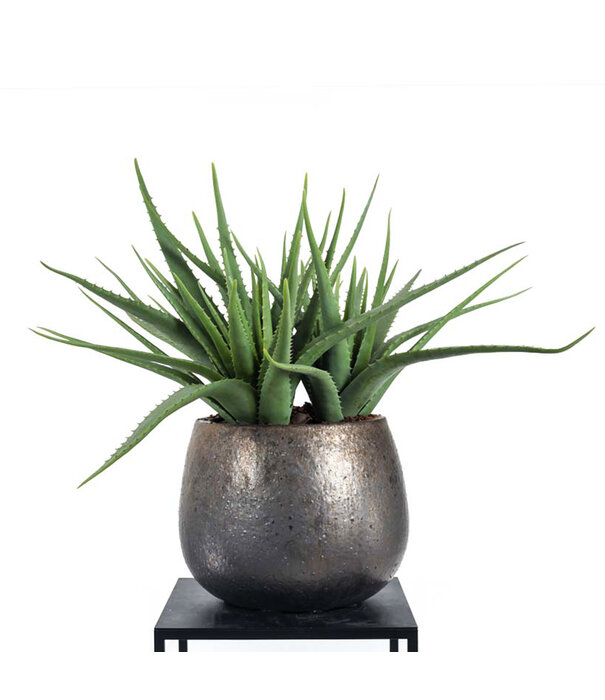 Aloe Vera Steker Groen H61
