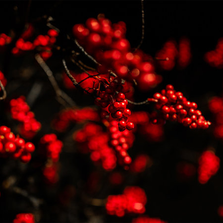 Berry branch Symphorycarpus