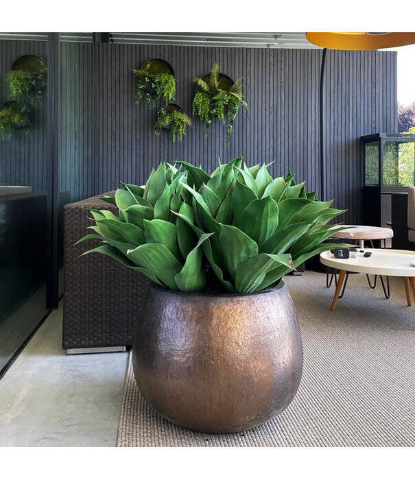 Agave Steker UV Groen H70