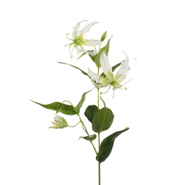 Gloriosa Tak Crème H75