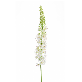 Eremurus Branch Crème H105